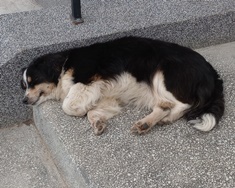 Sleeping Dog