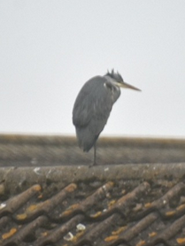 heron on roof